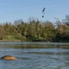 Carp Korda Carp Essentials * Adjustable Fishing Zig Kit