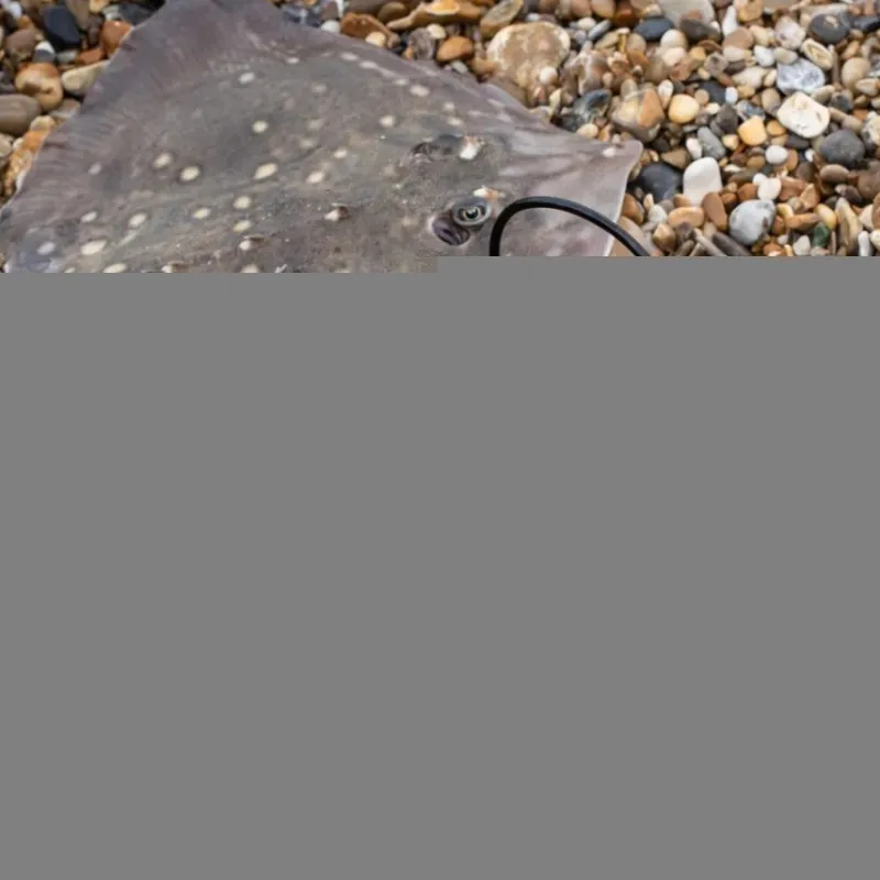 Sea Sonik Reels * AVX 10000 Surf Reel