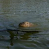 Pike / Predator Advanta Nets * Discovery CX Landing Net 42'' (107cm)