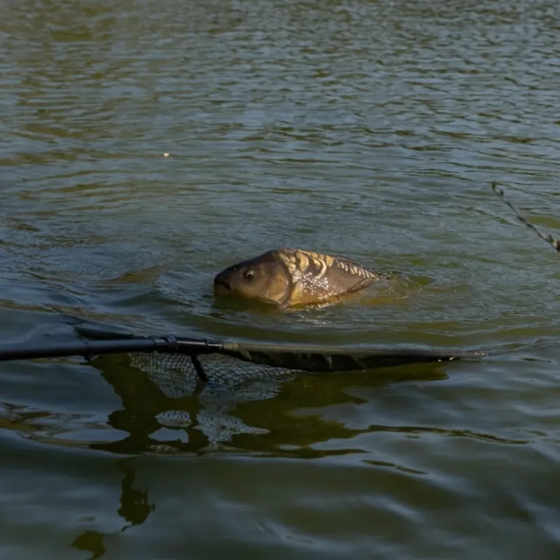 Pike / Predator Advanta Nets * Discovery CX Landing Net 42'' (107cm)