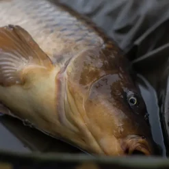 Carp Trakker Fish Care * DPM Oval Crib