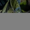 Pike / Predator Ridge Monkey Fish Care * RidgeMonkey Perspective Collapsible Bucket 15L