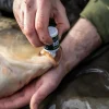 Carp Ridge Monkey Fish Care * RidgeMonkey Pro Care 20ml
