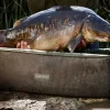 Carp Trakker Fish Care * Sanctuary Compact Oval Crib