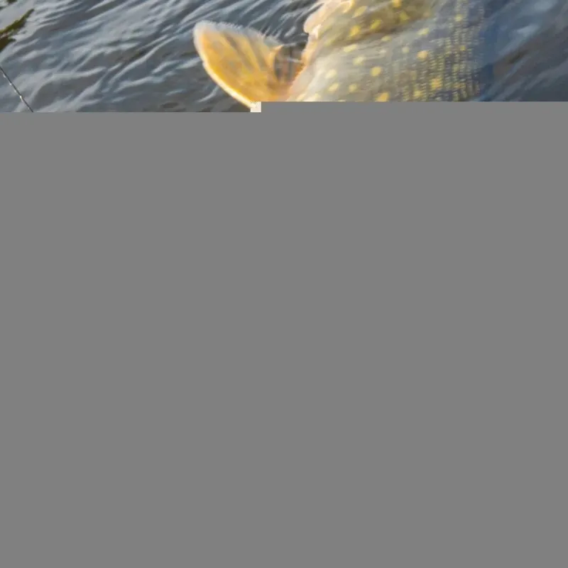 Pike / Predator Rapala Lures * X-Rap Haku Lures 14cm